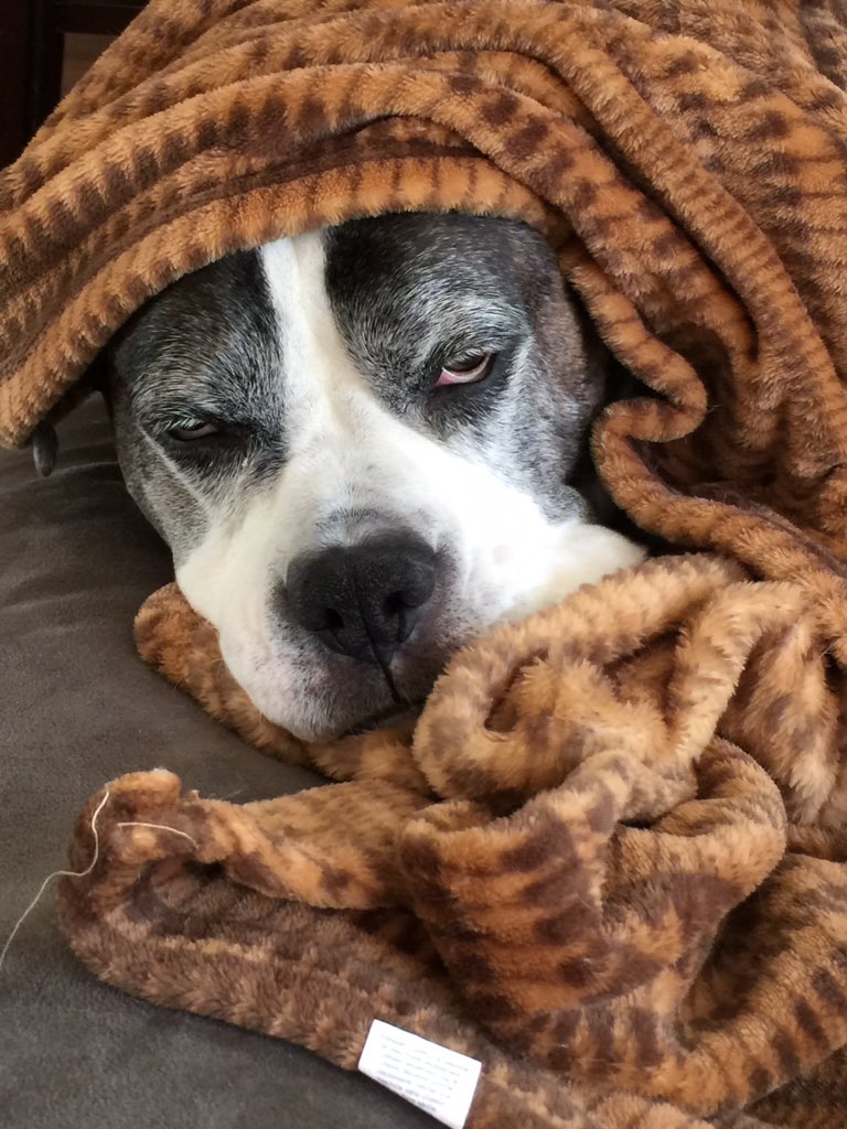 Budwabbit's tweet photo. Vegas knows how to spend a cold morning! @AmyFreeze7 #bigdogsunday #colddogsunday https://t.co/A4YbZ0C93o