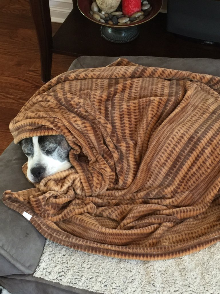 Budwabbit's tweet photo. Vegas knows how to spend a cold morning! @AmyFreeze7 #bigdogsunday #colddogsunday https://t.co/A4YbZ0C93o