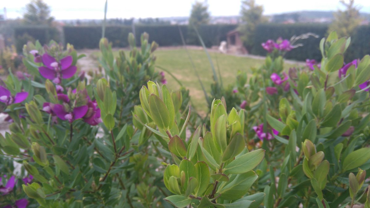 bronzedzn's tweet image. Took some 4k pictures on my garden