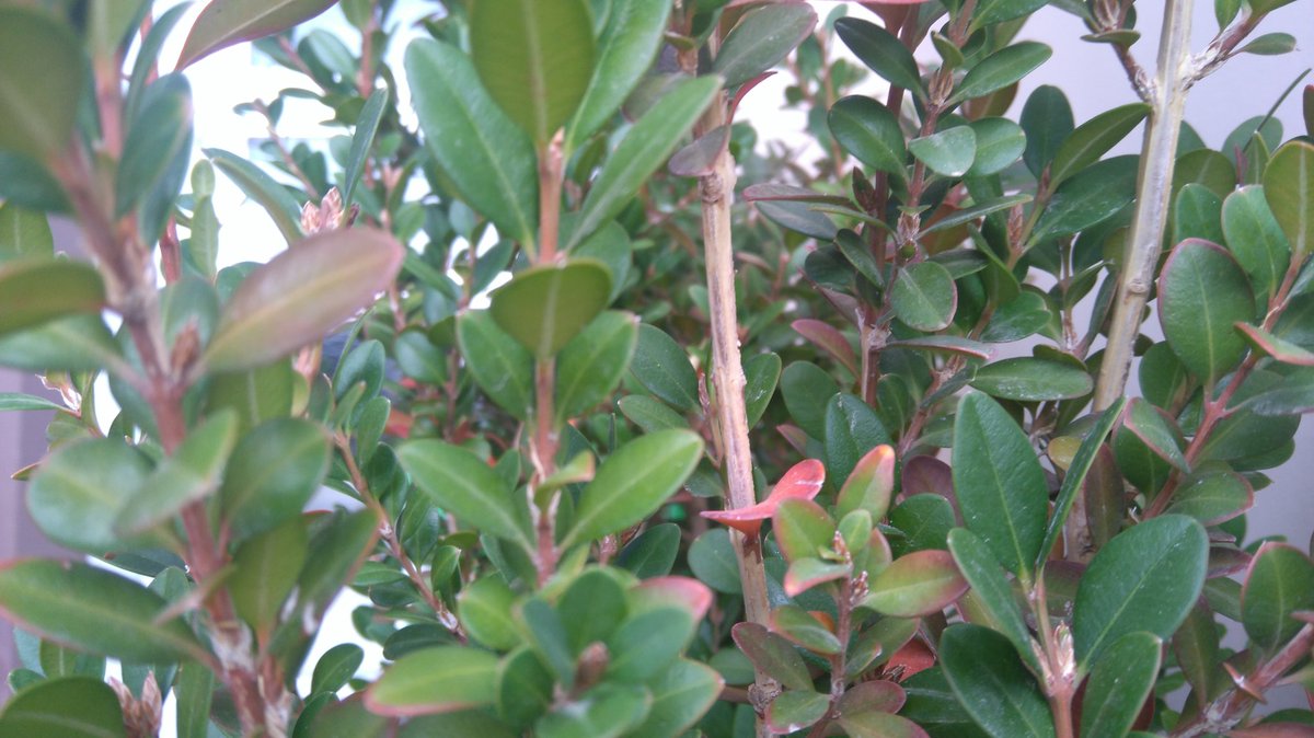 bronzedzn's tweet image. Took some 4k pictures on my garden