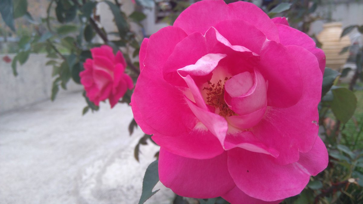 bronzedzn's tweet image. Took some 4k pictures on my garden