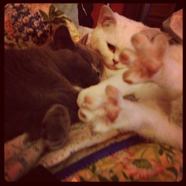 DrBlueandOssie's tweet photo. My sister will always be my valentine. She's so annoying but I'd be lost without her #kittendays https://t.co/ddGm5LZCK8