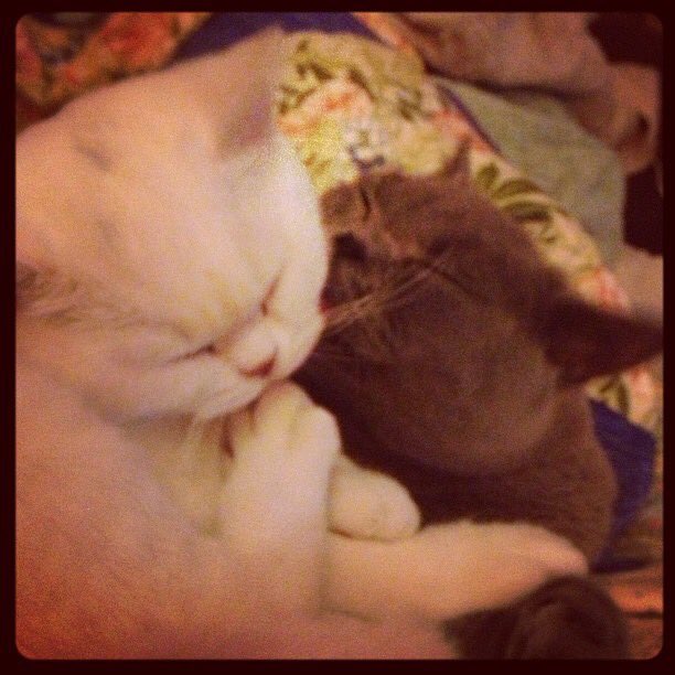 DrBlueandOssie's tweet photo. My sister will always be my valentine. She's so annoying but I'd be lost without her #kittendays https://t.co/ddGm5LZCK8