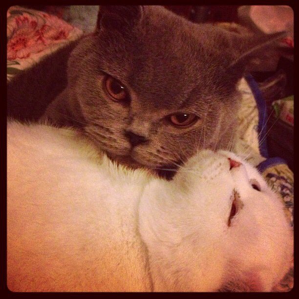 DrBlueandOssie's tweet photo. My sister will always be my valentine. She's so annoying but I'd be lost without her #kittendays https://t.co/ddGm5LZCK8