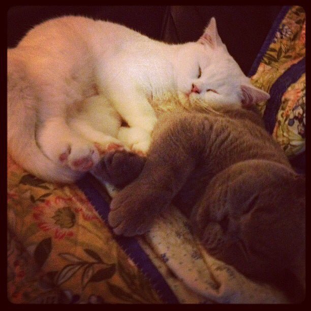 DrBlueandOssie's tweet photo. My sister will always be my valentine. She's so annoying but I'd be lost without her #kittendays https://t.co/ddGm5LZCK8