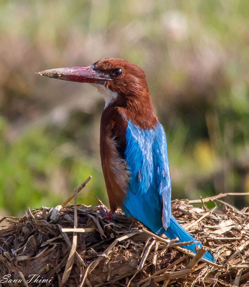 birdsofnepal's tweet photo. White-throated Kingfisher photgraphed in Gamcha, Bhaktapur. 
Photo by: Sanu Krishna Shrestha #Nepal #Birding https://t.co/i5XFKPTxxn