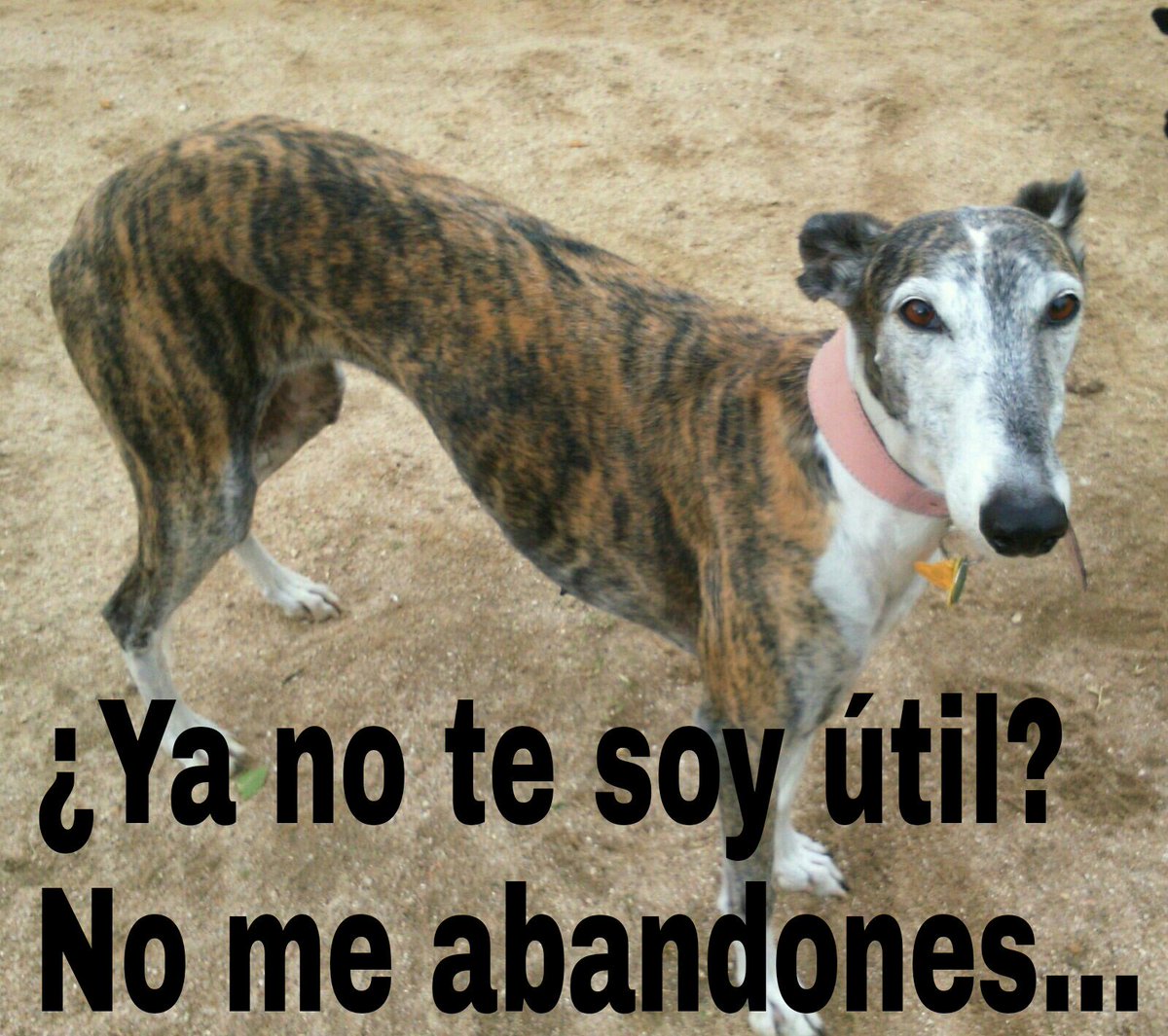 policia's tweet photo. Acaba la temporada de #caza y tu fiel amigo ya no te es útil.Recuerda: el #MaltratoAnimal es DELITO. NO le abandones https://t.co/kR7Kyp6Hmd