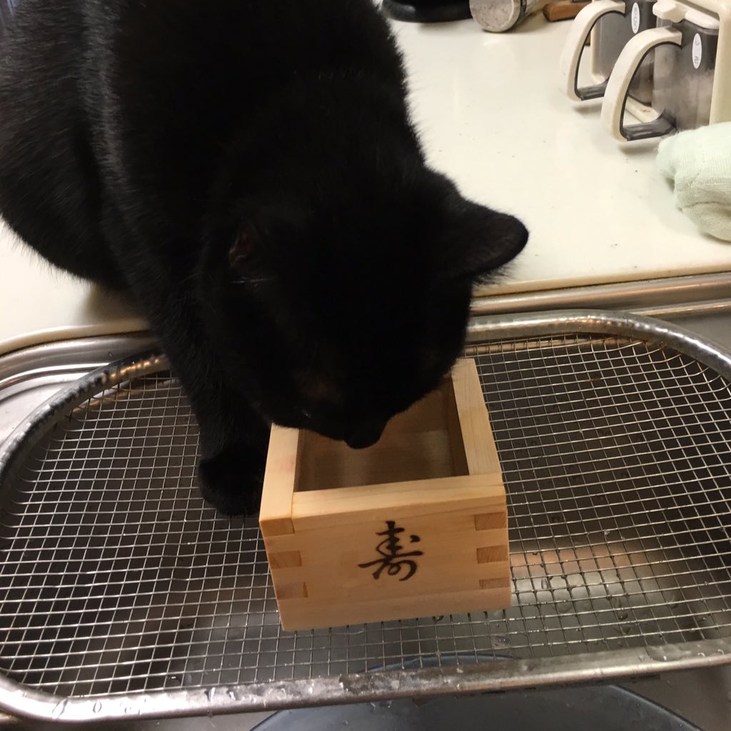 ky211fj's tweet photo. 猫、升酒飲む…いえ、中味はお湯 笑
#黒猫 https://t.co/AZTJFWw9MG