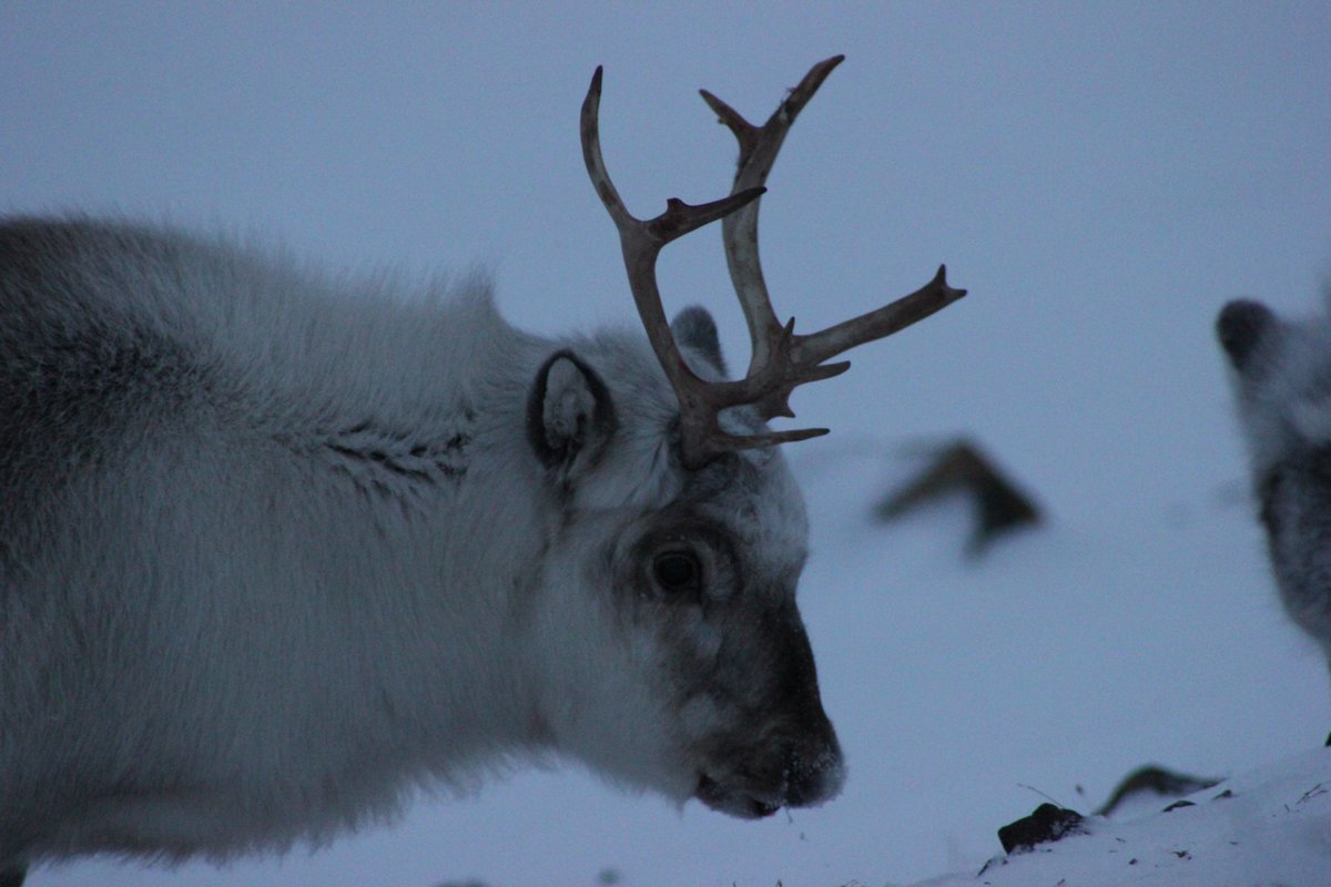 reindeer, sledges, snow... only where is Santa?? isn't he supposed to live on #Svalbard #GreenlandFjords