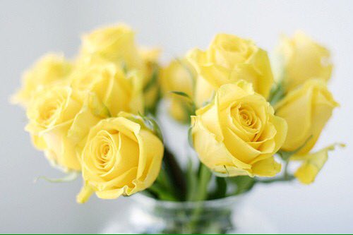 Image result for ดอกกุหลาบสีเหลือง
