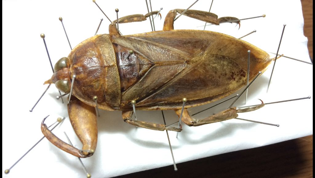 ぷてろわぬ景彡の文イヒ人 引き続きタガメ 癖つきまくりなので針展足 パックには 南米オオタガメ って書いてあってたけどw Lethocerus Camposi なかなかたくましい T Co Vr1drcsyba ぷてろわぬ景彡の文イヒ人 引き続きタガメ 癖つきまくりなので針展足 パックには 南米オオタガメ って書いてあってたけどw Lethocerus Camposi なかなかたくましい T Co Vr1drcsyba