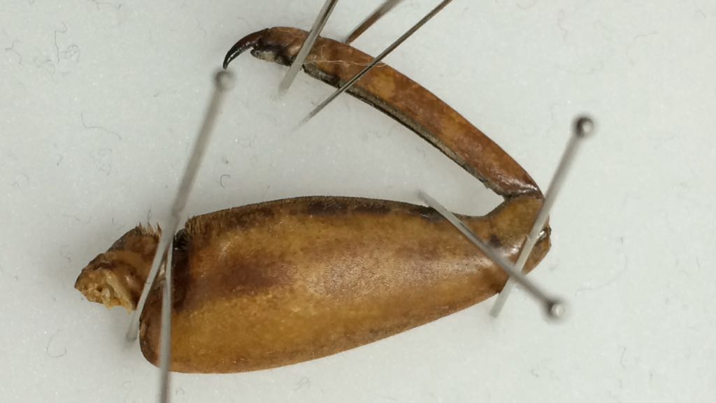 ぷてろわぬ景彡の文イヒ人 Twitter પર 引き続きタガメ 癖つきまくりなので針展足 パックには 南米オオタガメ って書いてあってたけどw Lethocerus Camposi なかなかたくましい T Co Vr1drcsyba