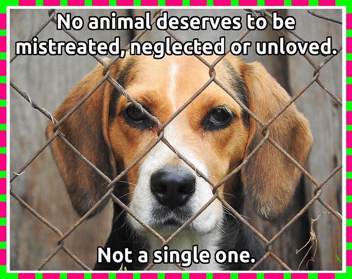printntintplus's tweet photo. Animal abuse MUST GET JAIL TIME..... https://t.co/BzmxKQlXJP