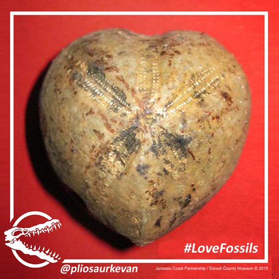 PliosaurKevan's tweet image. Happy #ValentinesDay @DorsetMuseum - #LoveFossils: Micraster #SeaUrchin #Dorset jurassiccoast.org/fossilfinder/4…