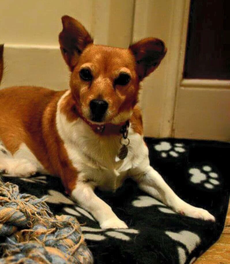 ClaireFurner's tweet photo. STILL MISSING 🐶 Tan &amp; White Jack Russell Terrier #RH2 #southeast #missingdog https://t.co/Cuh0aPStUY @DoglostUK https://t.co/Z3VAtmsKGS