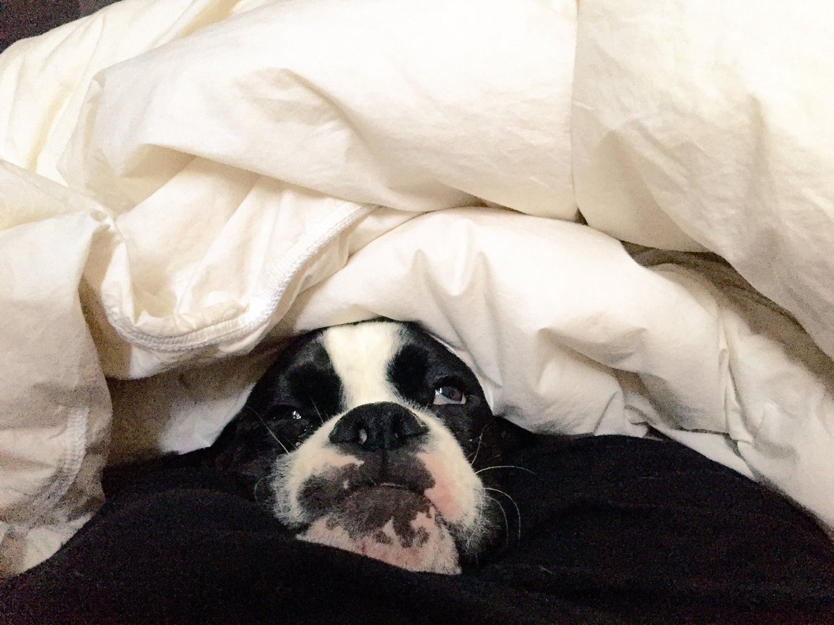 CrueTheBoxer's tweet photo. #babyitscoldoutside so I'm staying right here today #Winterwatch #winter #boxerdoglife #dogslife #dogsoftwitter https://t.co/GvCl4dJOIX