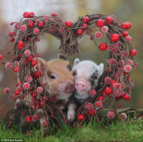 harmlesslife's tweet photo. Happy Valentine's Day! New blog post: https://t.co/dmNUMmHYfs #Valentines #MicroPigs #Piglets #Love 💗🐷🐖😘😻💋💕 https://t.co/Gzkb7I6jDb