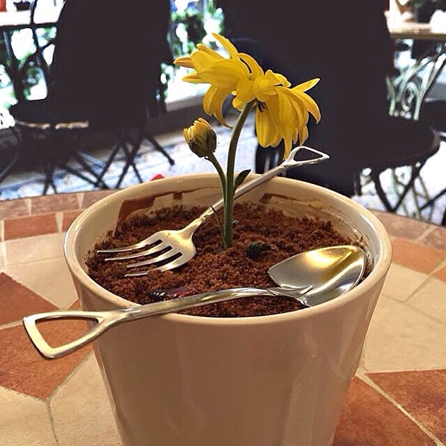 Hümaliva Çikolata on Twitter &quot;Ben Saksı Değilim! 🙋🏻🌸 https//t.co