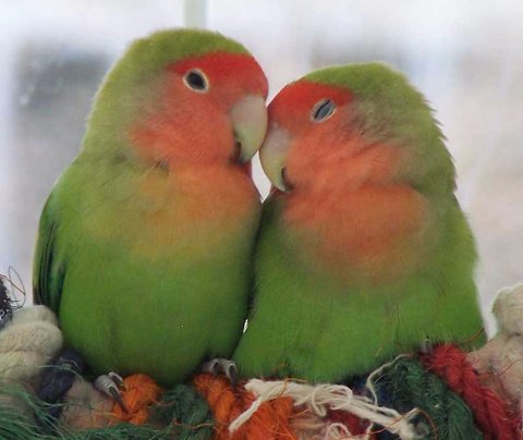 AnonymousDCPost's tweet image. Autonomously sends @SonOfBman two "lovebirds" for Valentine's Day.