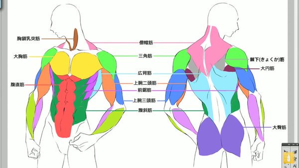 お絵かき講座パルミー 添削キャンペーン実施中 V Tvittere 男性の身体を理解する 上半身の筋肉の描き方講座 では筋肉のつき方や男性の身体のシルエットについて学べますよん O W O 時々振り返りを込めて講座を確認してくれたら嬉しいです T Co