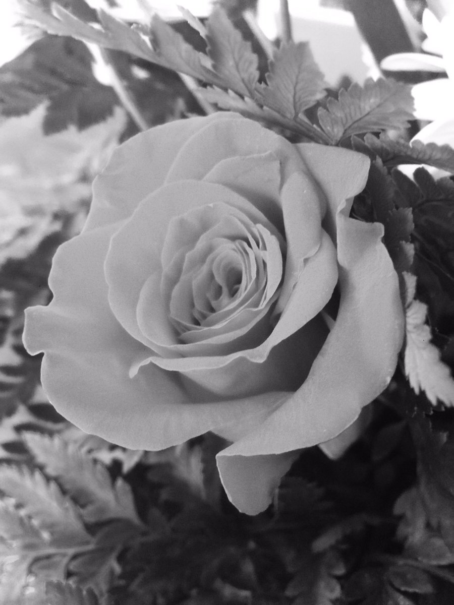 beweisbard's tweet photo. Dude.. I took this awesome ass picture of a Valentine's rose 🌹 https://t.co/V2OcFStal5
