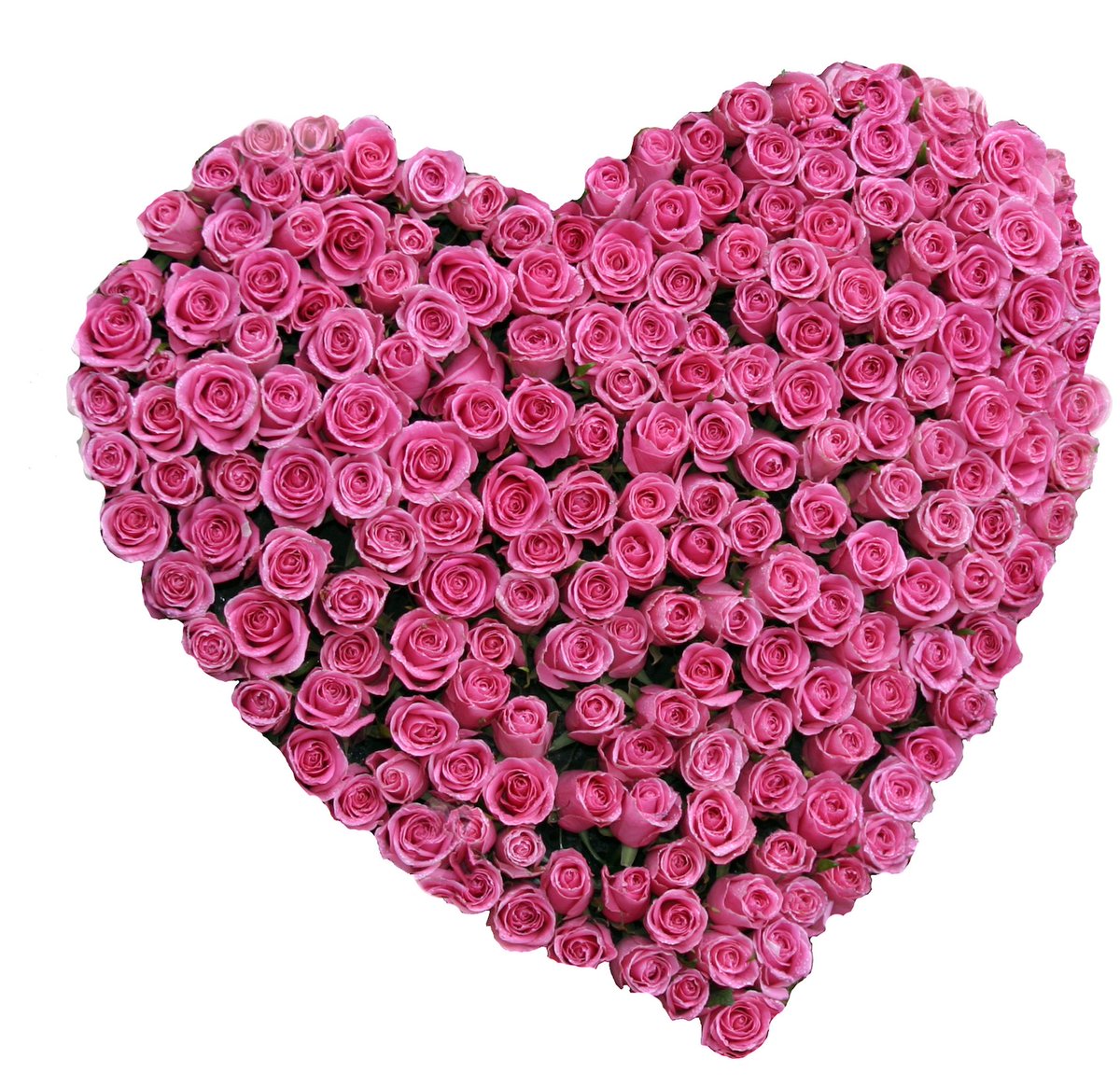barkmulchma's tweet photo. Happy Valentine's Day! https://t.co/goorTX0uA1 https://t.co/0lvMyOETi9