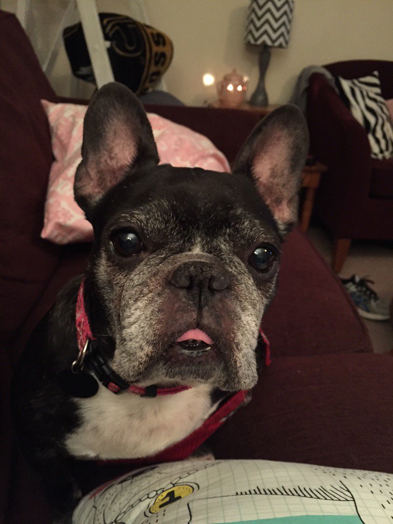 stuckerr's tweet image. I have the cutest Valentine 🐶