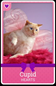 playkittencards's tweet photo. Happy Valentine's Day! 💋😻💖 There's a special v-day kitten in the gift packs, so spread the love and get gifting! 💌💞 https://t.co/CFX0FV4ZCj