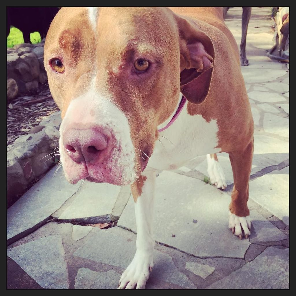 Pearl💜 (sweetest pit bull) #riverdogsresort #sacramento #dogdaycare #dogloversunited #dogsofinstagram