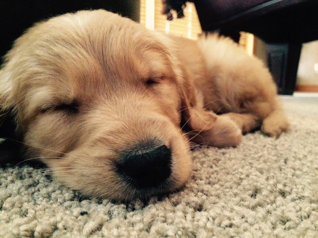 ash_haz's tweet photo. Make the cuteness stop, I can't handle it. https://t.co/H2bDQEvvXc