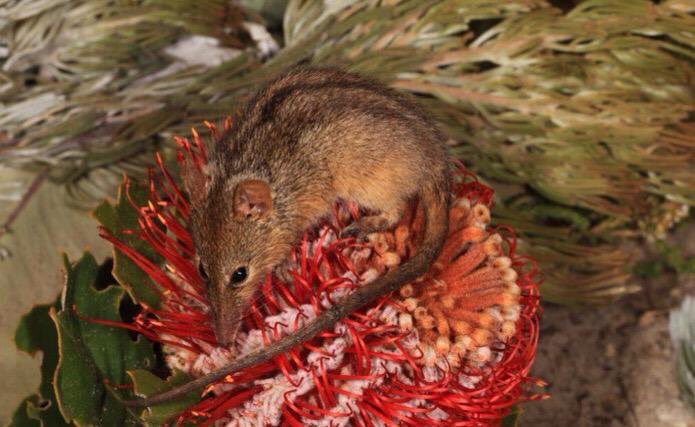 Richard McLellan  / kaarnka (raven/crow - Martu) tweet media