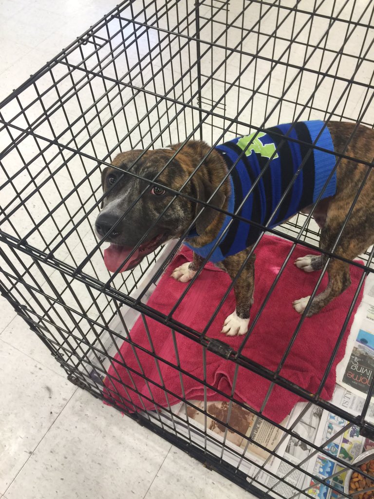 Petsmart0668's tweet photo. Tails are wagging this V-Day at your greenbrier Petsmart. Visit Gizmo he is sure to make your ❤️ melt #adoptlove https://t.co/yHLJlNSdEf