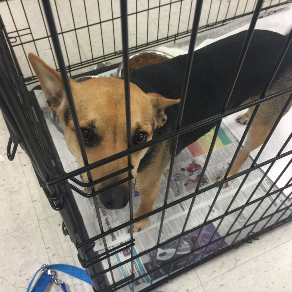 Petsmart0668's tweet photo. Bugsy just found his forever home! Come visit us for National adoption weekend and find your new friend from 11-4 ❤️ https://t.co/M1zEEsNwu5