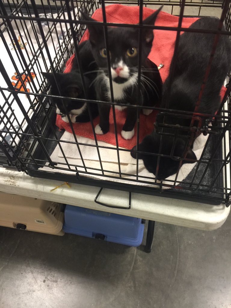 Petsmart0668's tweet photo. What a cutie. Sham is here waiting for his forever home. Sure to make your ❤️ heart melt this V- day!#adoptlove https://t.co/T7slWg351w