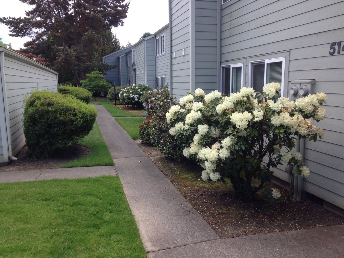OccupyHOA's tweet photo. Virtual #genocide. They know not of what they do. Thinking they will grow back. Not in my lifetime. #HOA #Gardening https://t.co/G6vMpXyNaY