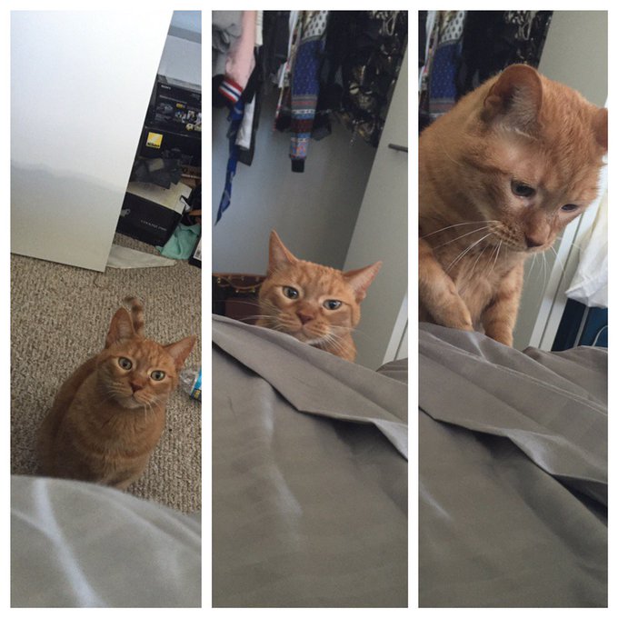 My valentines date.  Yeah, I'm laying in bed making collages of my cat on VDay.  So?! https://t.co/p<a href="/tag/onlyfans"class="tags"><span>#onlyfans</span></a>