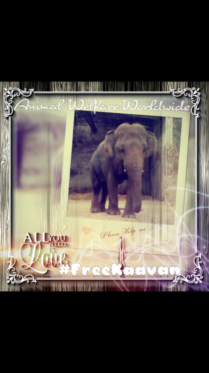 anikasleem's tweet photo. @EstiRachel @_AnimalAdvocate @PMNawazSharif @Protect_Wldlife @willtravers @domdyer70 @rickygervais https://t.co/HOB2eO63Kr