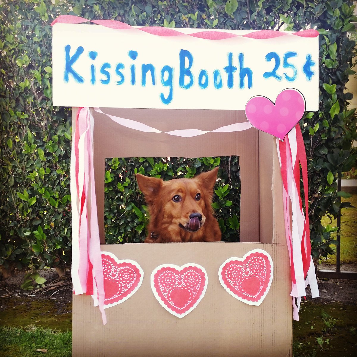 Adorable_Ind's tweet photo. Any takers? #adorableindustries #puppylove #kissingbooth #FrenchKissSpecialist #ValentinesDaySpecial #isready https://t.co/avvt3pzF41
