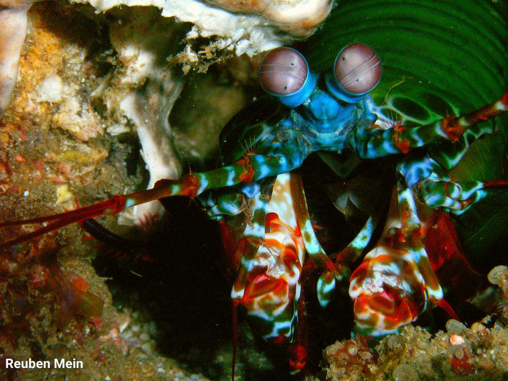 Reuben_Mein's tweet photo. Mantis Shrimp #amazing wounders #scuba #diving #Africa. Strikes at the same speed as .22 rifle bullet! Nice! https://t.co/ConD5rh4Bf