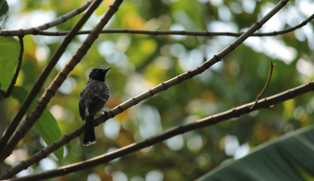 Red vented bulbul, Mollem #birdsofgoa #birdwatching #goa