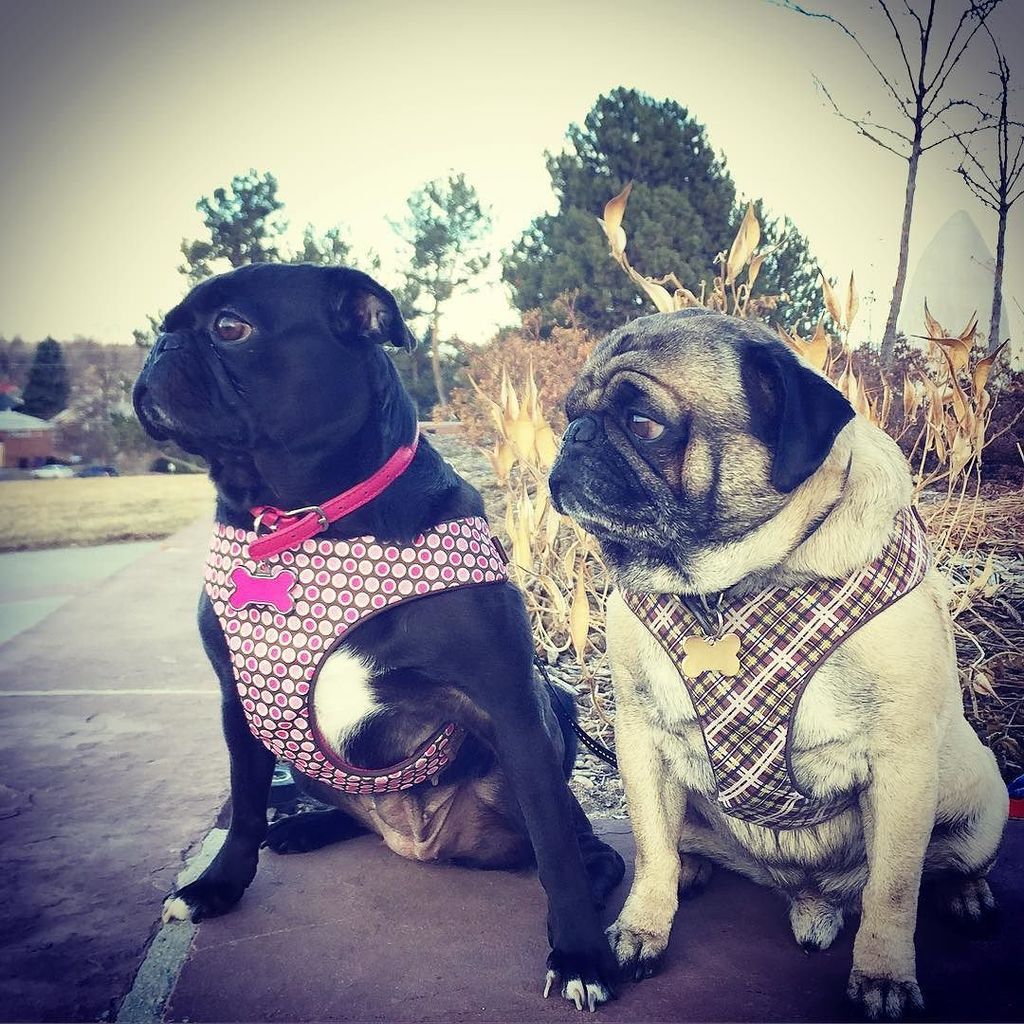 Puglee_Pug's tweet photo. Happy Valentine's Day from my love pugs! @blasee76 #pugnuggets #proudparents #puglife #denverwinter #pugs #pugmom #β¦ https://t.co/boJrEIFs32