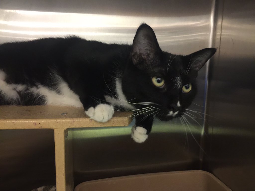 Petsmart0668's tweet photo. Hi my name is Nelson- I am 1 year young looking for my forever home. Please come visit me #adoptlove https://t.co/3vE7OS2KbW
