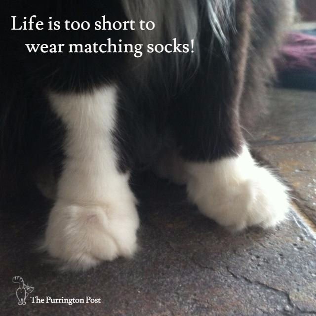 purringtonpost's tweet photo. Cat Wisdom! <3 https://t.co/Al5JFPpvJl