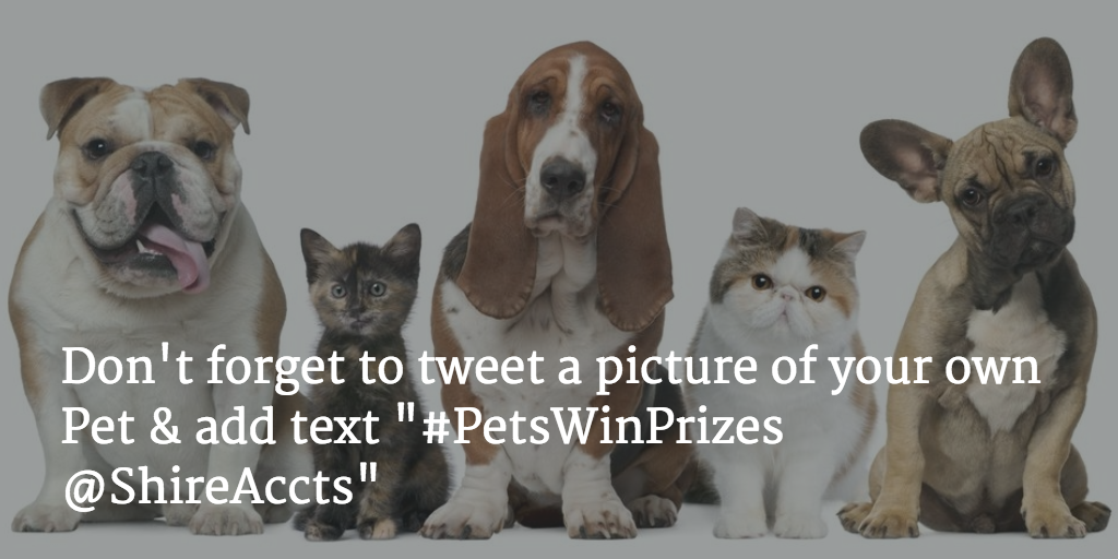 MercianAccts's tweet photo. #PetsWinPrizes #competition Fire Tablets, TV Sticks &amp; Kindles Follow &amp; RT https://t.co/6a4ODraMWW https://t.co/n1nG89AIkw