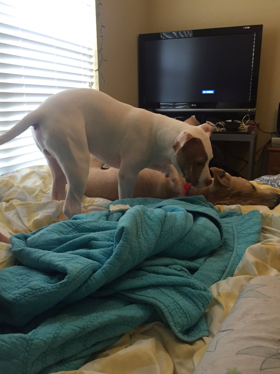Texan_Pup's tweet photo. This little bitch won't leave me alone #bye https://t.co/JRBP6oyijK