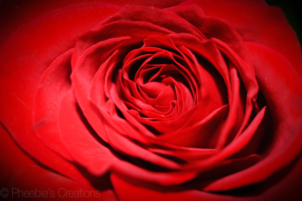PheebieLu's tweet photo. Happy #valentines day everyone! 😘❤️🎉 #macro #macrophotograhy #rose #nikon #rosemacro #NaturePhotography https://t.co/euxOro29eM