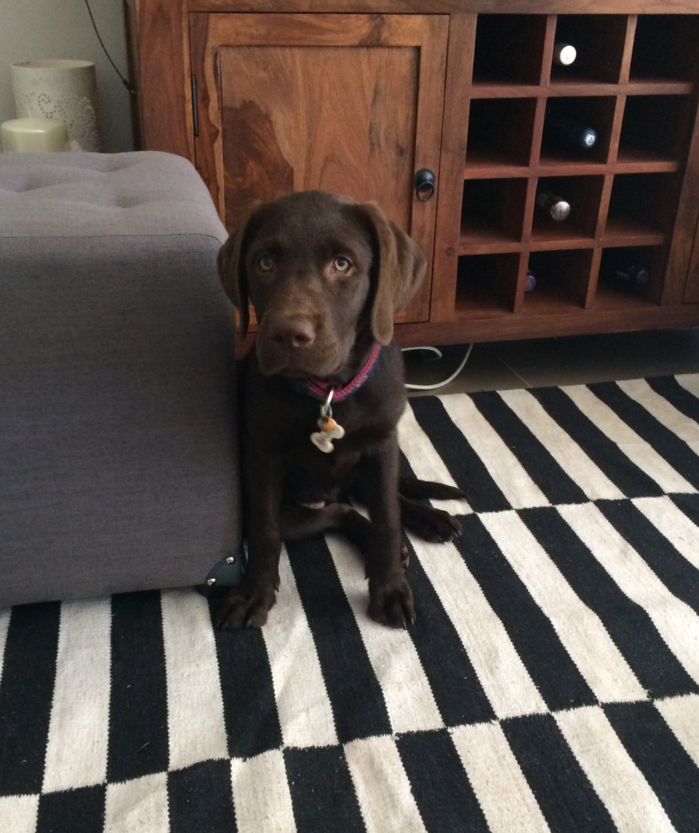 Ms_MelRob's tweet photo. I'm a little terror. I like to run around the house even though I know I'm not supposed to 😳 #puppy #labrador https://t.co/7bceTtn13j