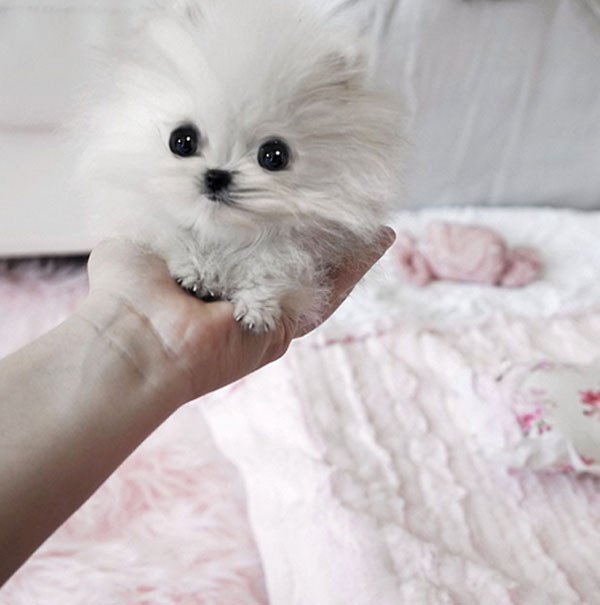 CoGifter's tweet image. Are you a #PetLover? Do you think you'd ever be interested in buying one of these? #RichPets bit.ly/1VMyO2G