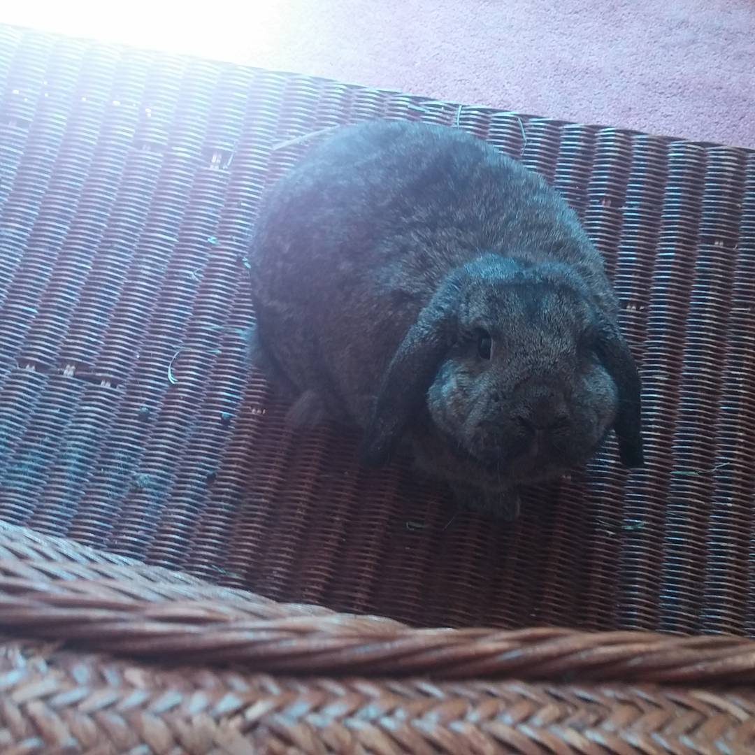 Will you be my Valentine, Hoppy?? <a href="/ZenonKonopka/">Zenon Konopka</a> #YeohastoGo #somebunnytoloveme <a href="/NHL/">NHL</a>