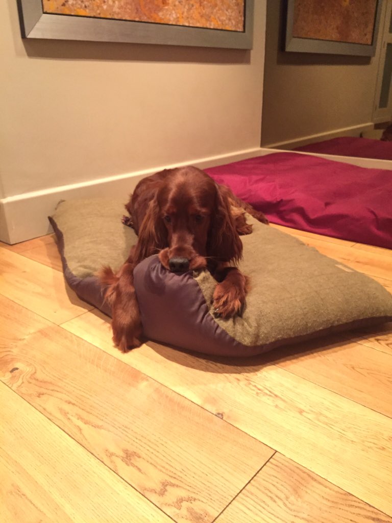 PaddySetter's tweet image. Not letting go. No sir. Nope